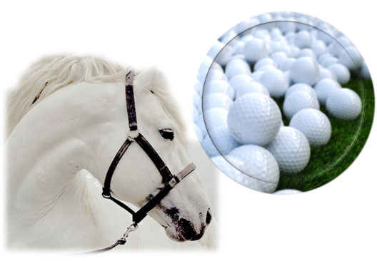 udalekuak-2021-campus-hipika-golf